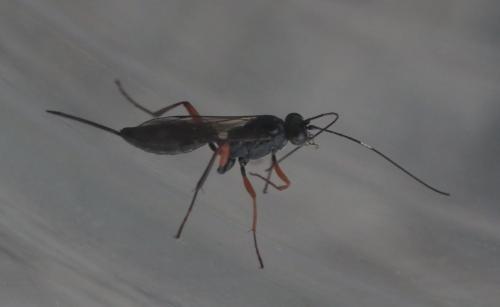 Réf. 245 128 : Cryptinae inconnu